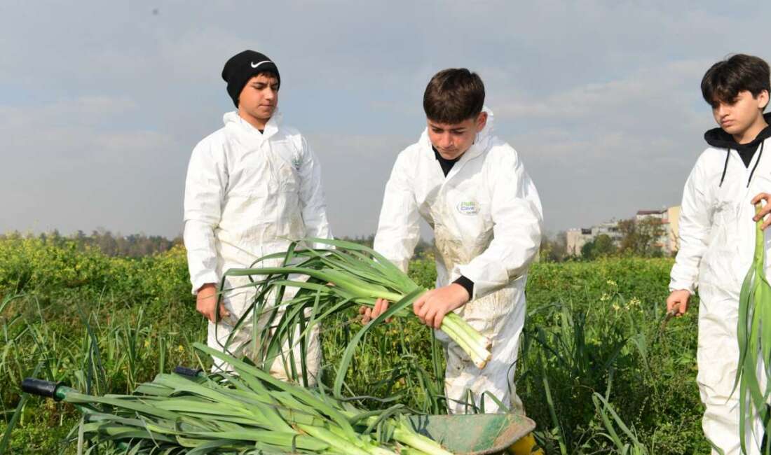 Osmangazi’de Pırasa Hasadıyla Doğallık Sofralara Taşınıyor Osmangazi Belediyesi, toprağa emekle
