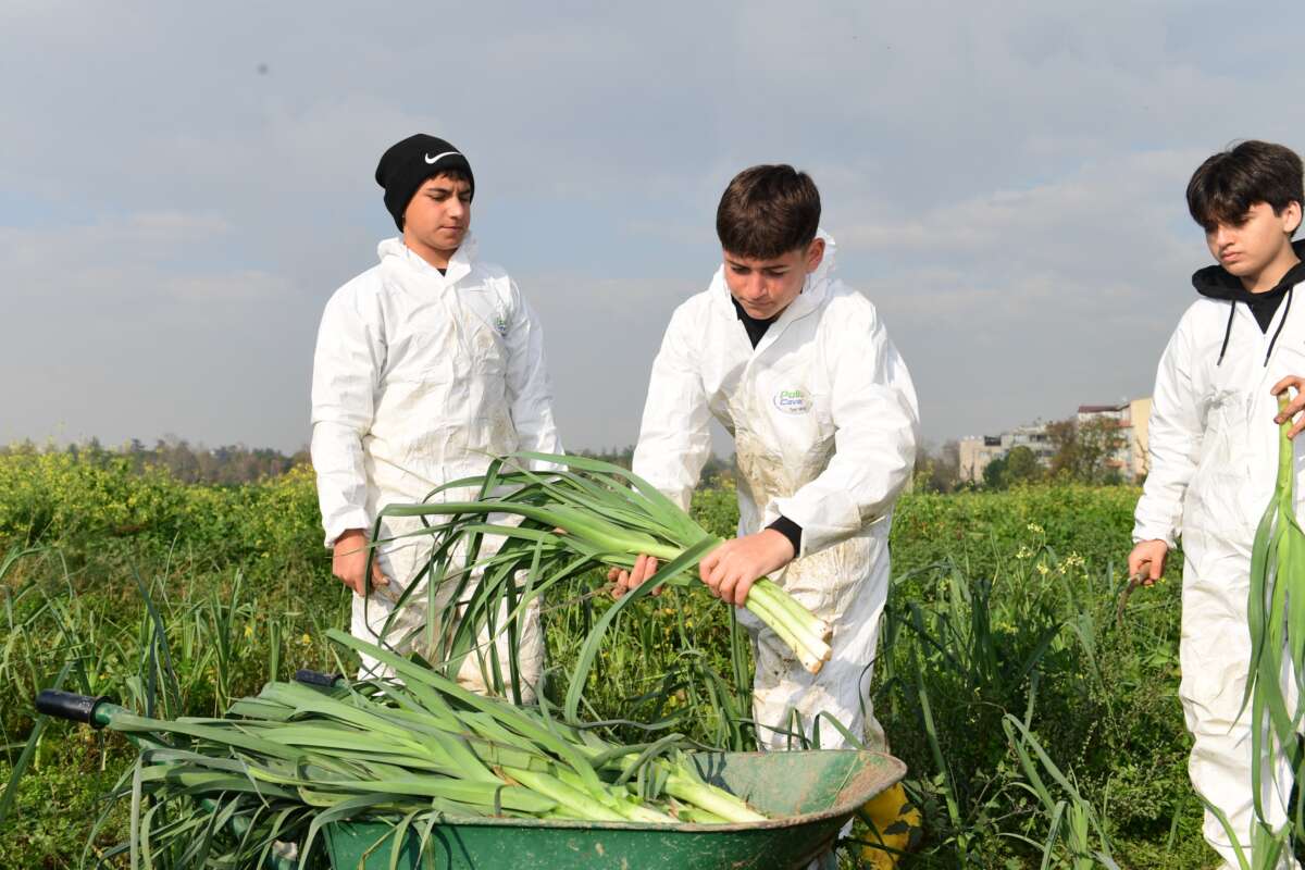 Osmangazi’de Pırasa Hasadıyla Doğallık Sofralara Taşınıyor