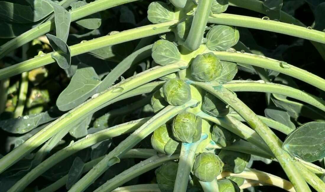 Rusya ve Hollanda lahanayı İznik’ten alıyor Türkiye'de Brüksel lahanası üretiminin