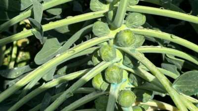 Türkiye'de Brüksel lahanası üretiminin önemli