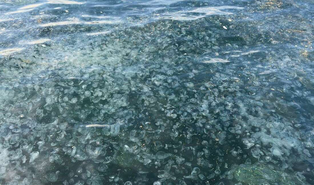 Üsküdar’da hayrete düşüren görüntü: Binlercesi kıyıya vurdu