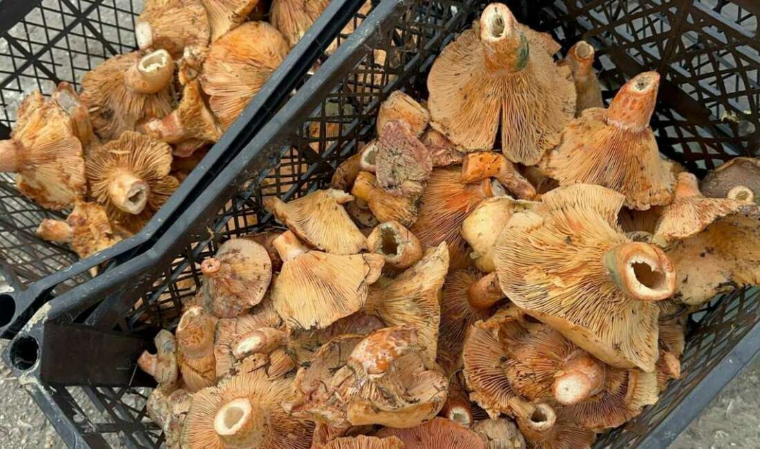 Yağmur yağdı, fiyatı 300 liradan 100 liraya düştü