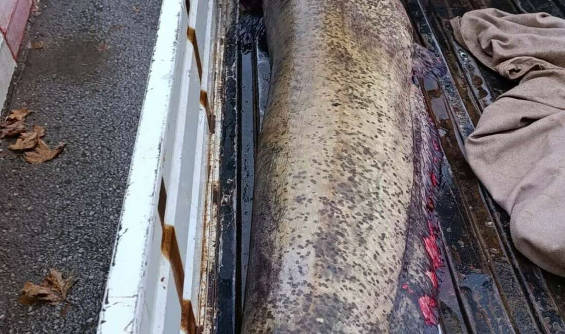 İznik'in Boyalıca Mahallesi'nde bir