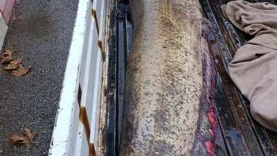 Yakalanan 65 kiloluk dev balık, görenleri şaşkına çevirdi