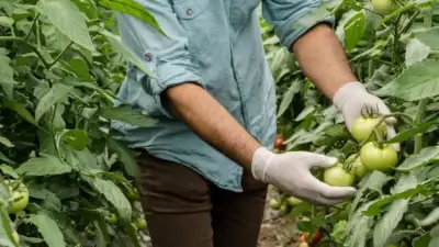 Bursa’da Ziraat Mühendisleri Odası seçimleri,