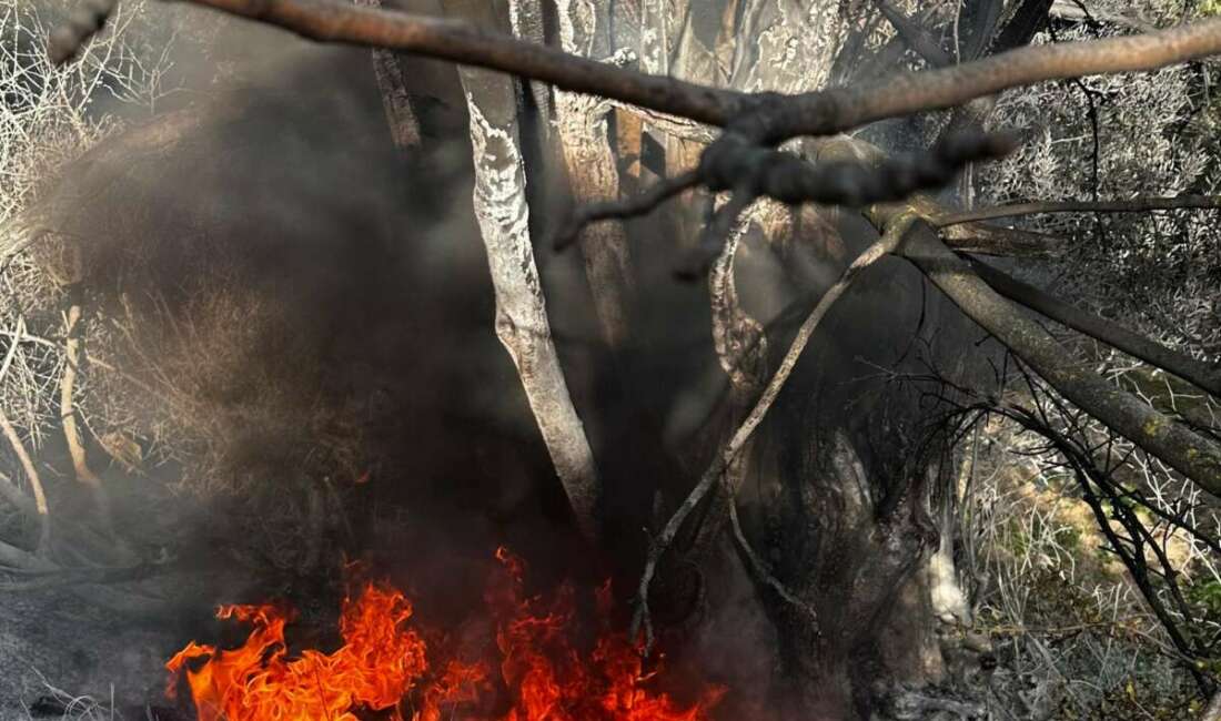 Bursa’da çıkan çalı yangını büyümeden söndürüldü Bursa'nın Mudanya ilçesine bağlı