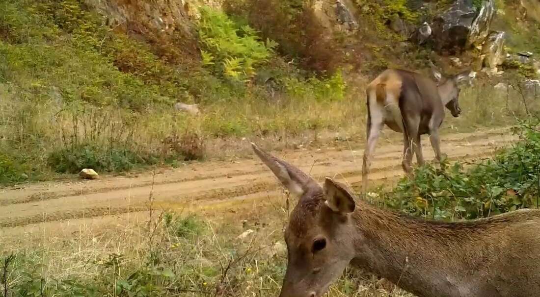 Bursa'da yaban hayatı görüntülemek
