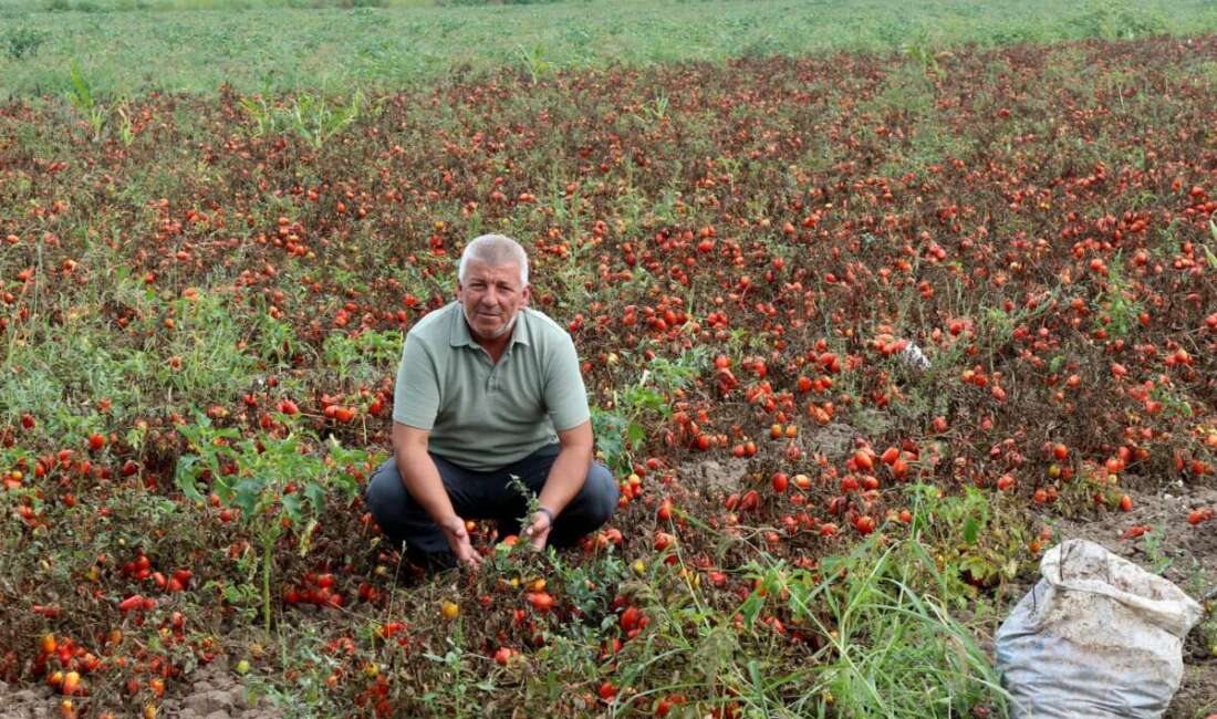 Karacabey Ziraat Odası İkinci