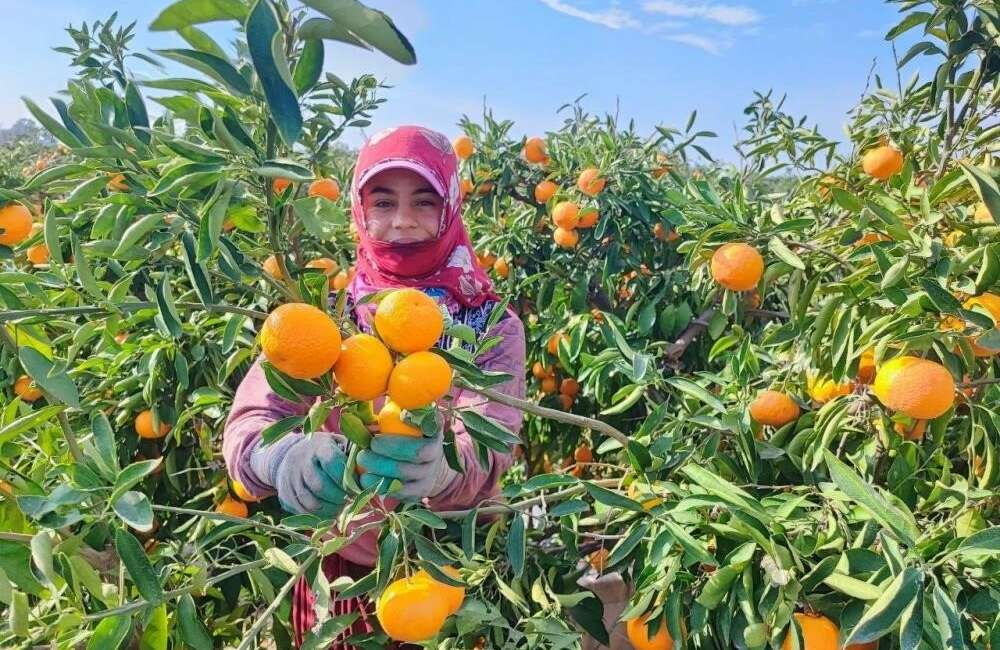 Grip vakaları artıyor; C vitaminini yanlış besinde aramayın Havaların soğumasıyla grip vakalarında