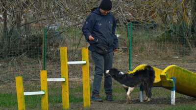 Küçükbaş hayvancılık sektöründe koruma köpekleri