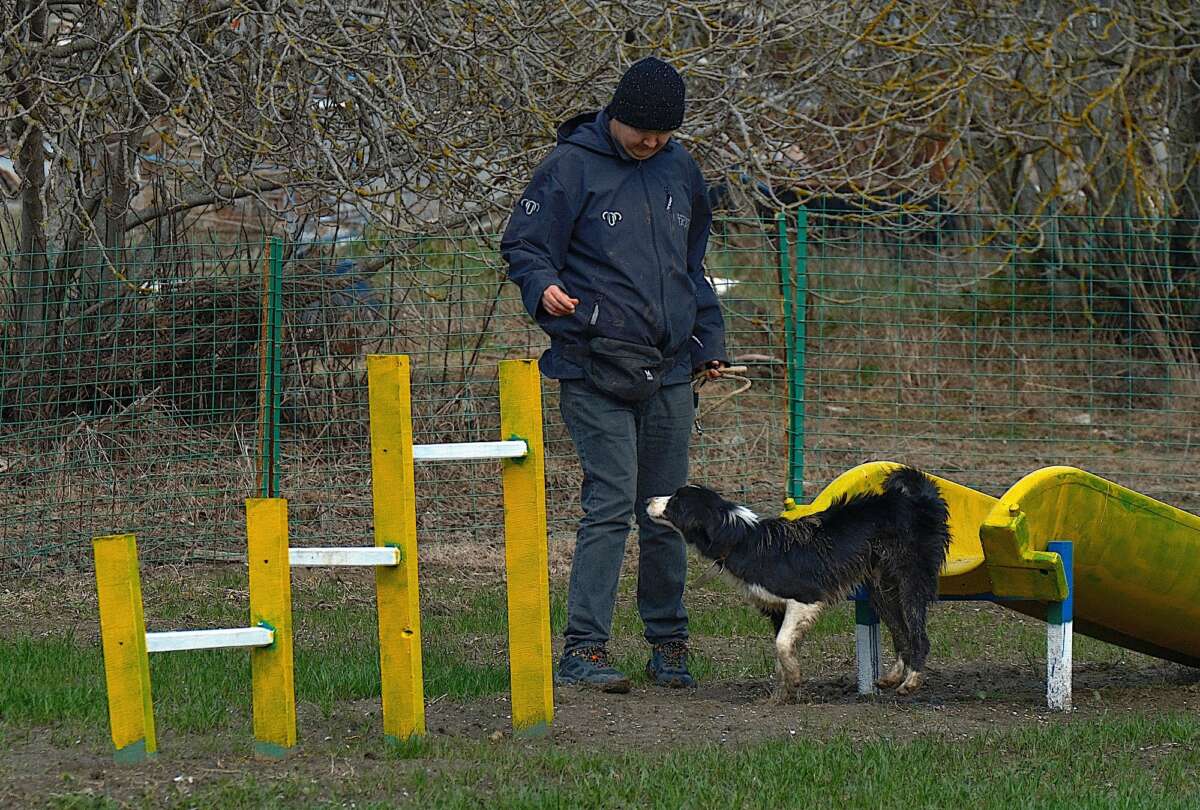 Kangal ve Akbaş’tan sonra yeni çoban köpeği