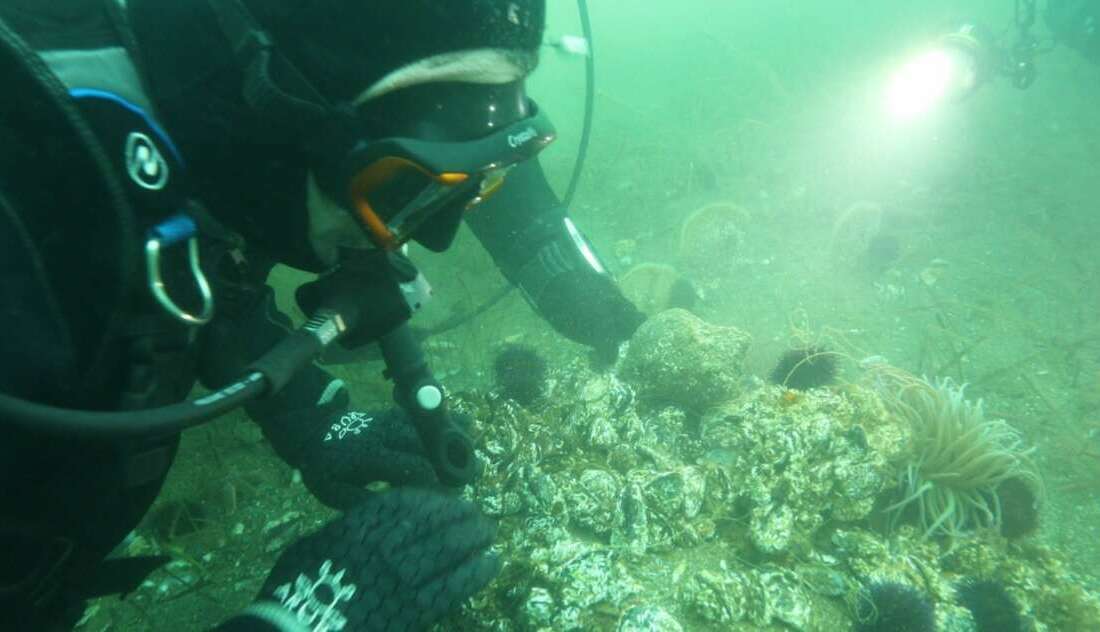 Onyedi Eylül Üniversitesi Denizcilik