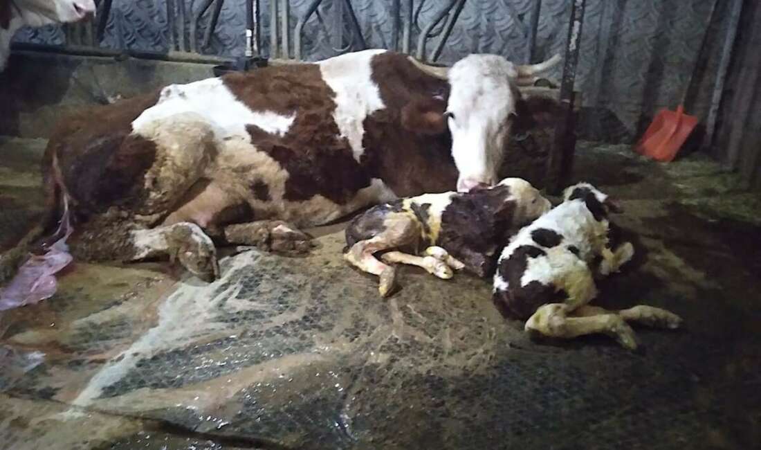 Hayvancılık yapan bir aile,