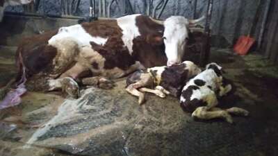 Hayvancılık yapan bir aile, 15