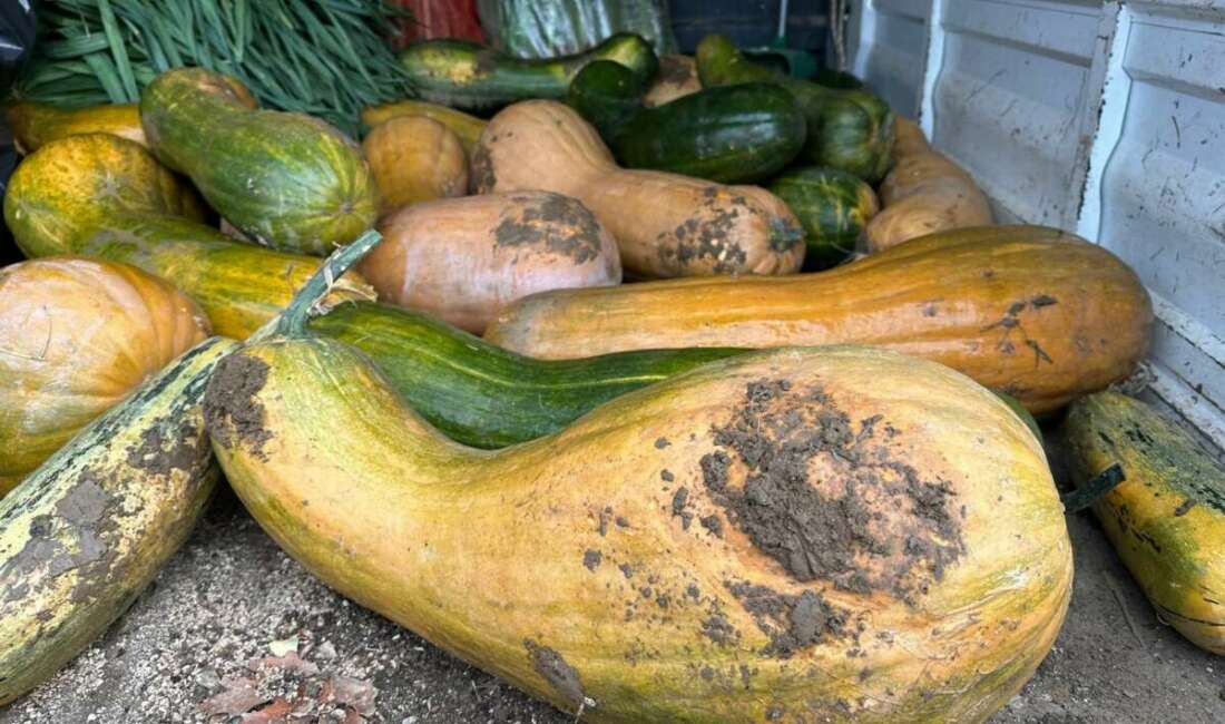 Osmangazi’de 30 kilogramlık Kıbrıs bal kabağı yetiştirildi Osmangazi Belediyesi iştiraki olan