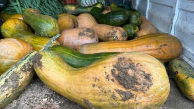 Osmangazi Belediyesi iştiraki olan Gazi