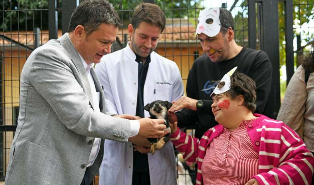 Sahipsiz sokak hayvanlarının yaşam