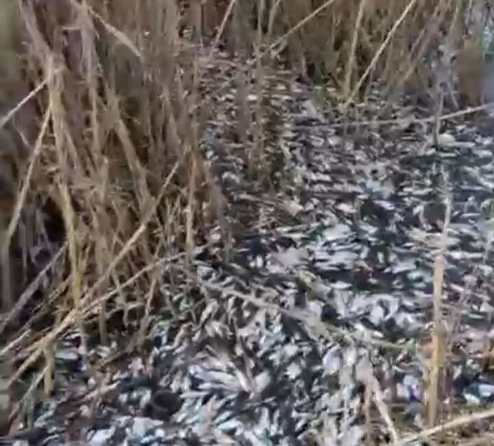 Bursa’da Uluabat Gölü kenarındaki