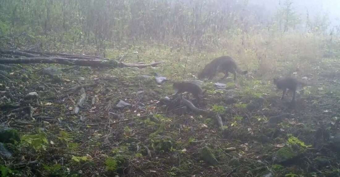 Uludağ’da anne yaban kedisi ve yavruları görüntülendi Uludağ bölgesinde kurulan fotokapanlar,