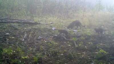 Uludağ bölgesinde kurulan fotokapanlar, yaban