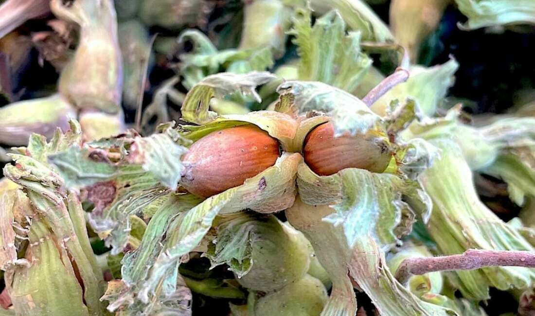 -Bursa'da Uludağ eteklerinde üretilen