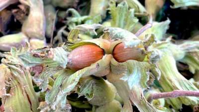 -Bursa'da Uludağ eteklerinde üretilen fındığa