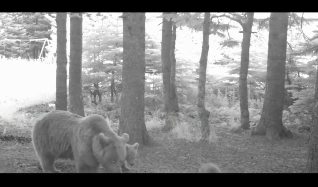 Yavru ayı zıplayarak ailesinin peşinden koştu Türkiye'nin en büyük kara