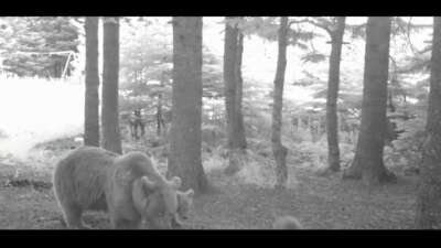 Türkiye'nin en büyük kara memelilerinden