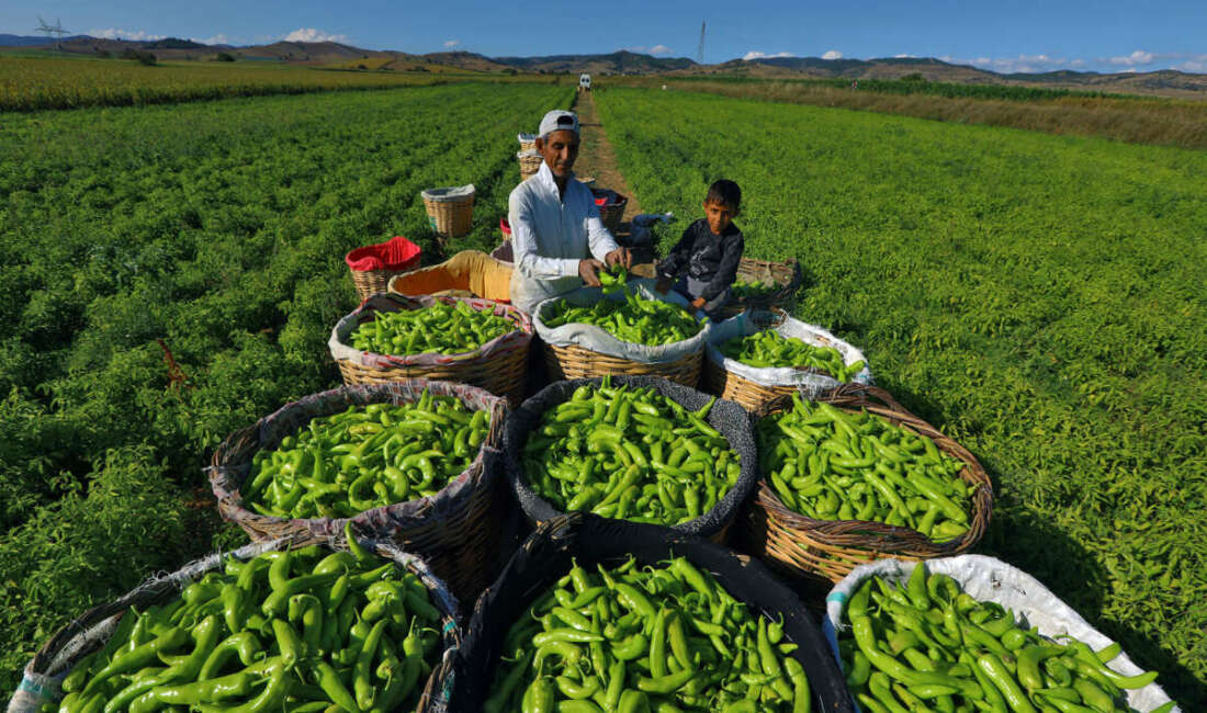 Yenişehir Belediyesi, Avrupa Birliği