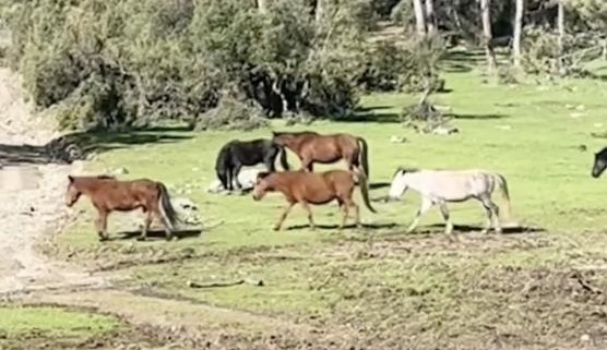 Bursa’da doğaseverleri heyecanlandıran anlar! Bursa’nın yüksek kesimlerinde doğa,