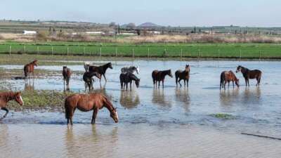 Bursa'nın Karacabey ilçesindeki Uluabat Gölü'ne