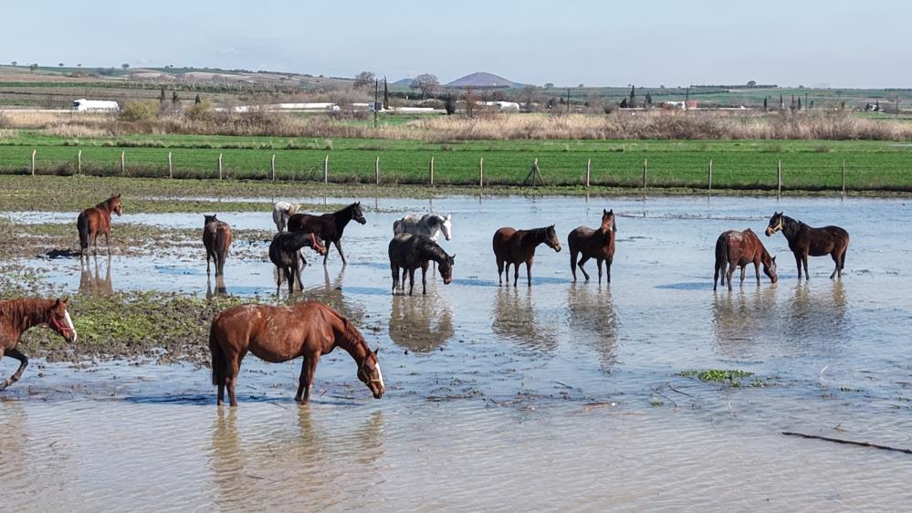 Bursa’da milyonluk yarış atları bu halde! Bursa'nın Karacabey ilçesindeki Uluabat