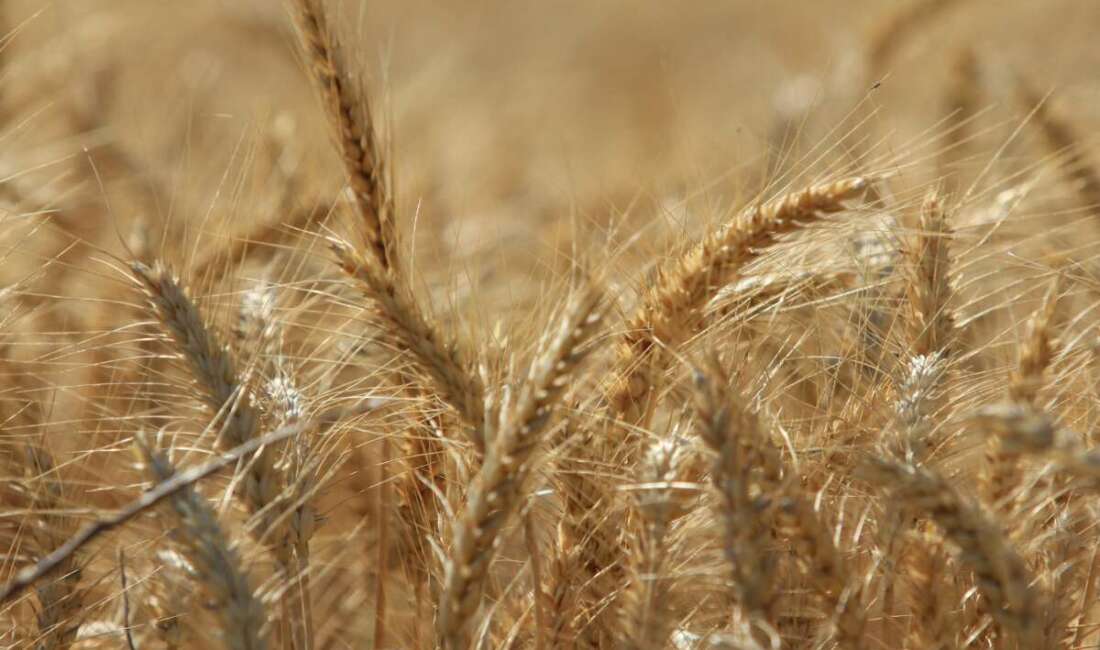 Uluslararası Hububat Konseyi (IGC), dünya