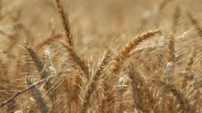 Uluslararası Hububat Konseyi (IGC), dünya tahıl üretiminin tüm