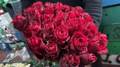 Üretim bölgelerindeki zirai don, yağış