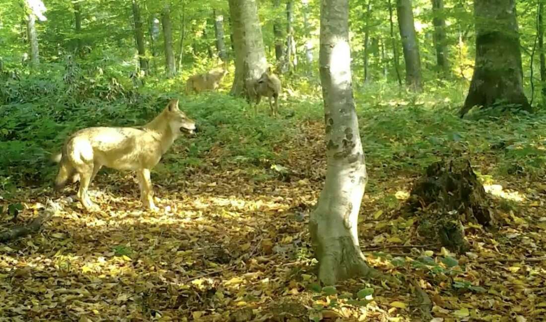 ‘Kurtlar konseyi’ Uludağ’da toplandı Doğa Koruma ve Milli