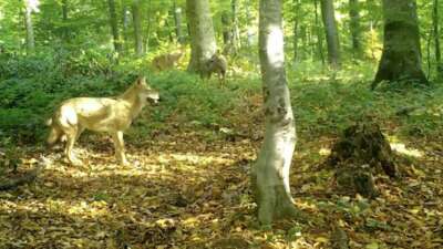 Doğa Koruma ve Milli Parklar