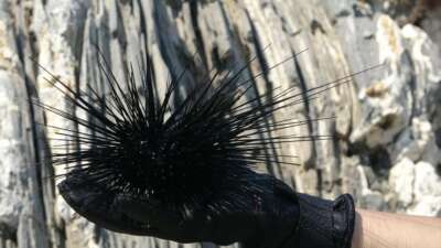 Bandırma Onyedi Eylül Üniversitesi, Denizcilik