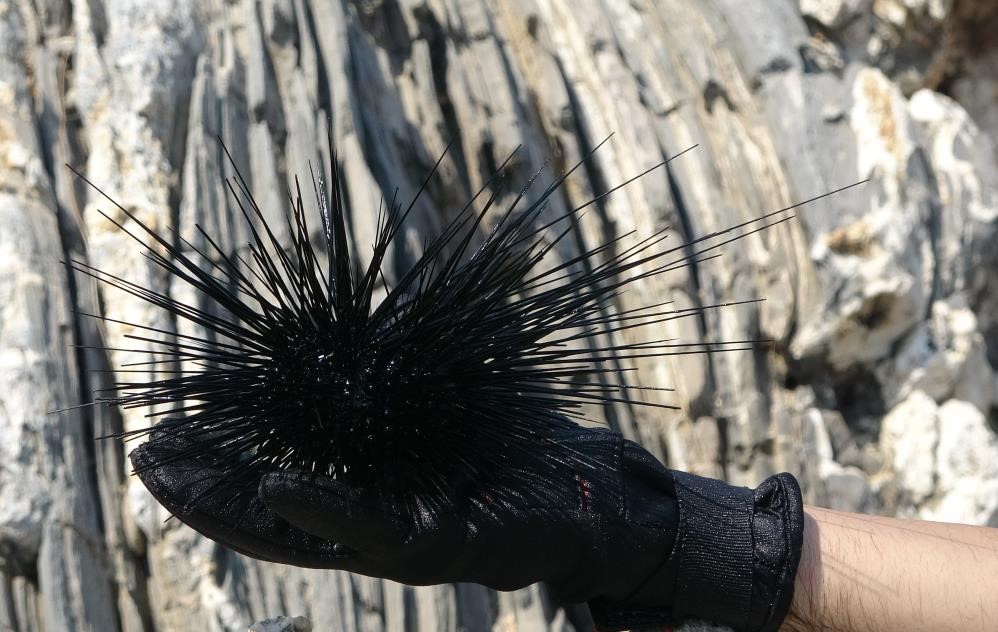 Bandırma Onyedi Eylül Üniversitesi,
