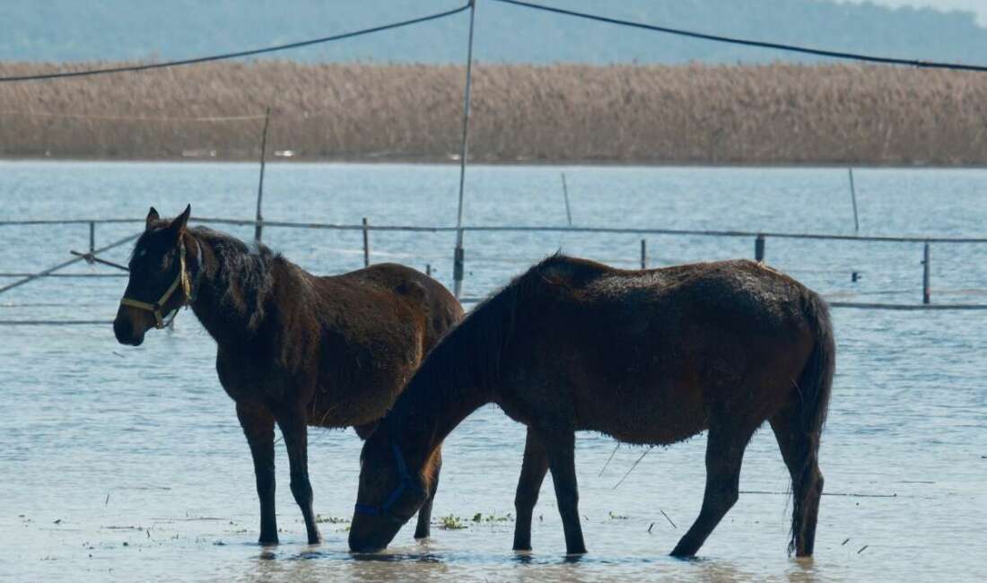 Bursa'nın Karacabey ilçesindeki Uluabat