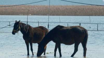 Bursa'nın Karacabey ilçesindeki Uluabat Gölü'ne