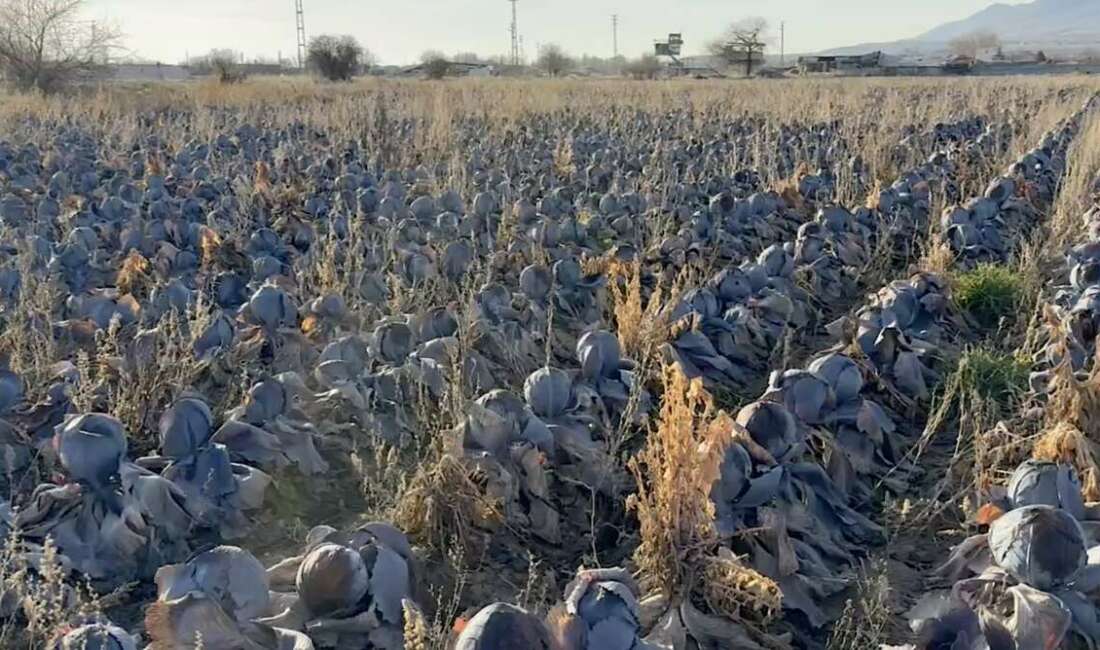 Bursa'da pazarlarda tanesi 80