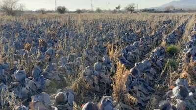 Bursa'da pazarlarda tanesi 80 liradan