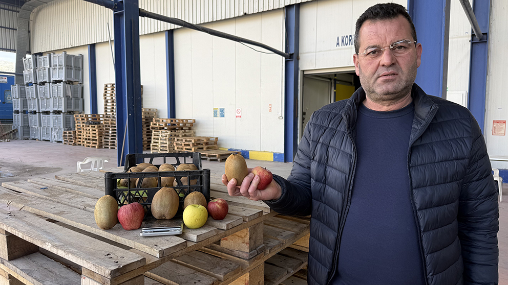 Bursa'nın İznik ilçesinde yetiştirilen