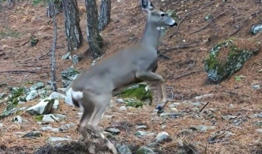 Doğa ve kış turizminin