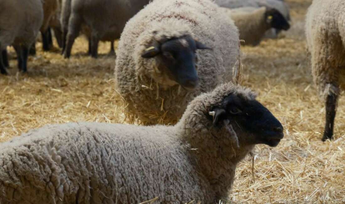 Tarım ve Orman Bakanlığı