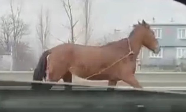 Bursa trafiğinde başıboş at kabusu! Bursa'da ana yolda başıboş