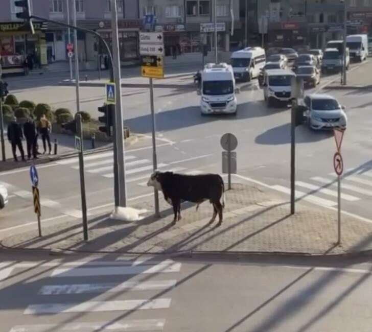 Bursa’da kaçan boğa panik yaşattı! Bursa’da kaçan boğa panik yaşattı!