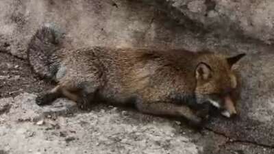 Uludağ'da havaların ısınmasıyla karların erimesi