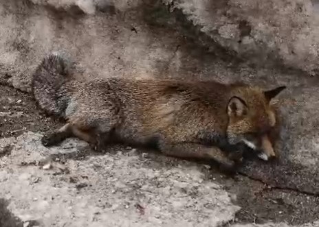 Uludağ'da havaların ısınmasıyla karların